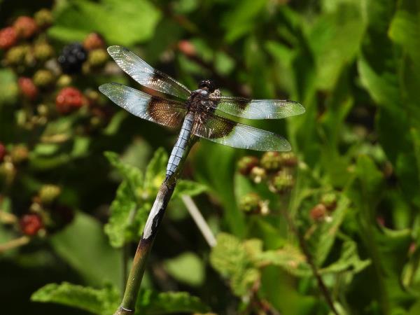 /Images/uploads/Sonoma County Regional Parks Foundation/springlake50/entries/28879thumb.jpg